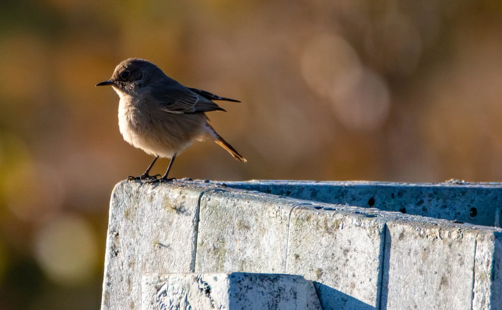 A small bird perched on a stone wall