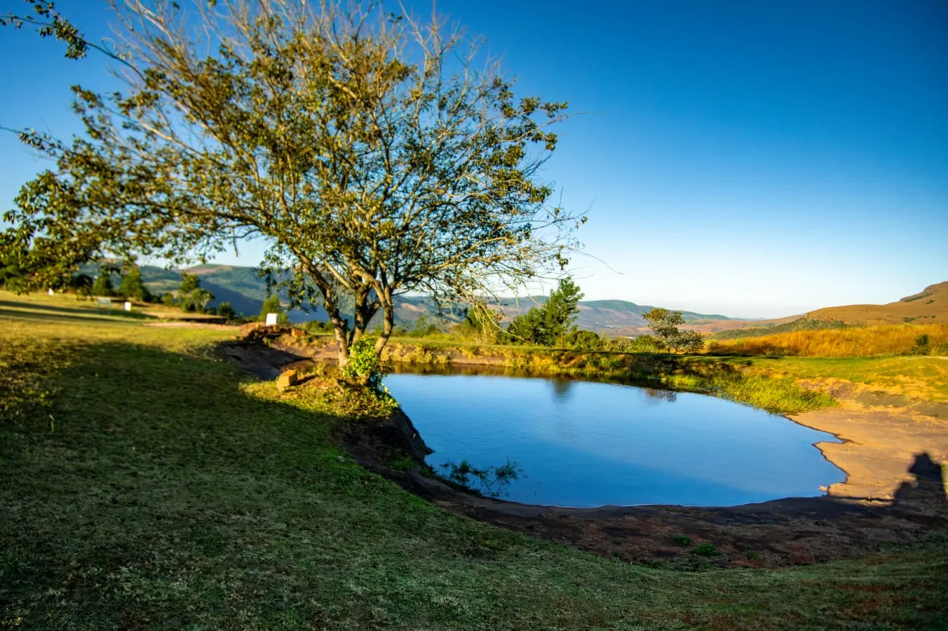 A tree beside the dam on the course